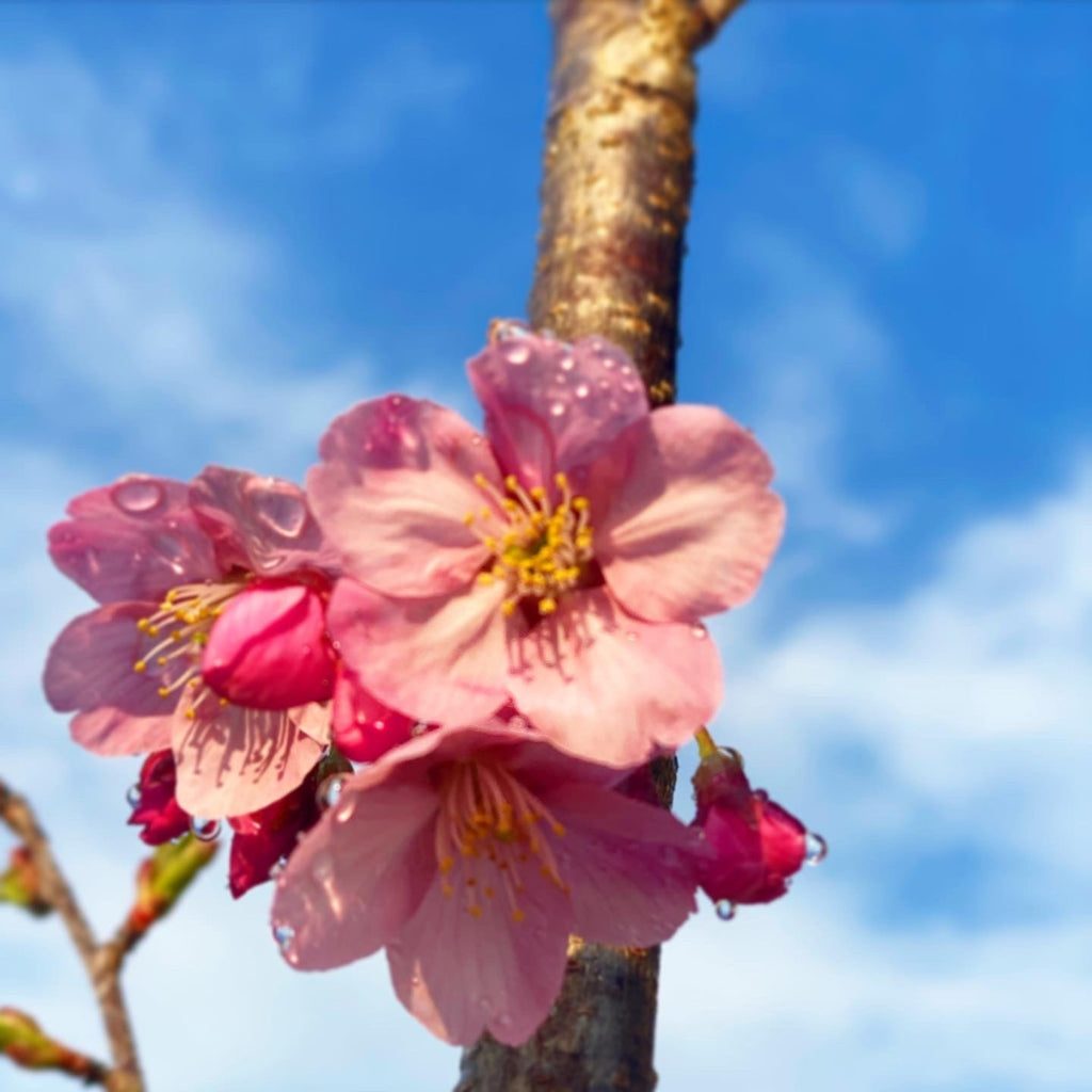 【※お願い※】メダカやお花など命を大切にしてください…